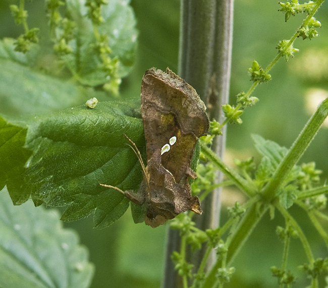 Nomophila noctuella